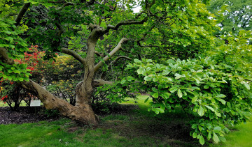 Картинка природа деревья крона