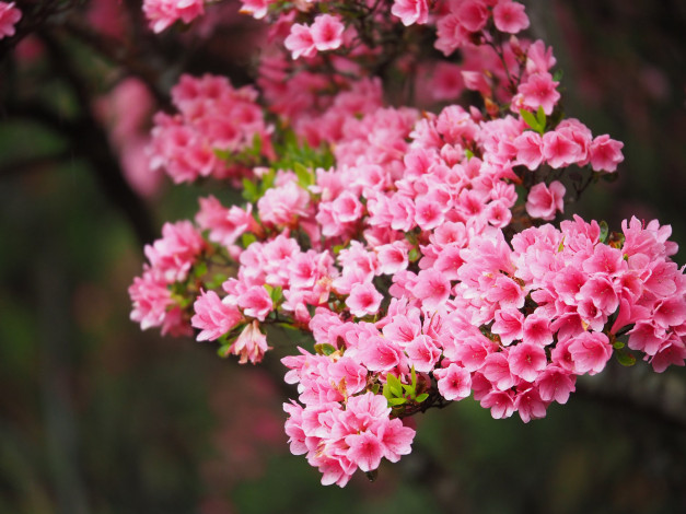 Обои картинки фото цветы, цветущие деревья ,  кустарники, ветка, листья, цветок, розовая, цветение, нежность