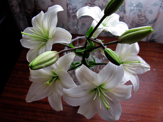 Обои картинки фото цветы, лилии,  лилейники, белый