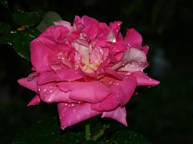 Обои картинки фото цветы, розы, розовый, макро, капли