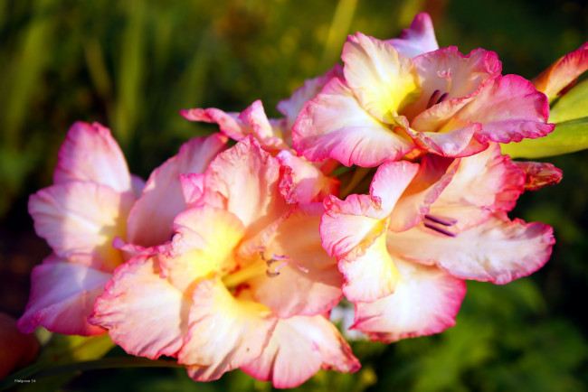 Обои картинки фото цветы, гладиолусы, розовый
