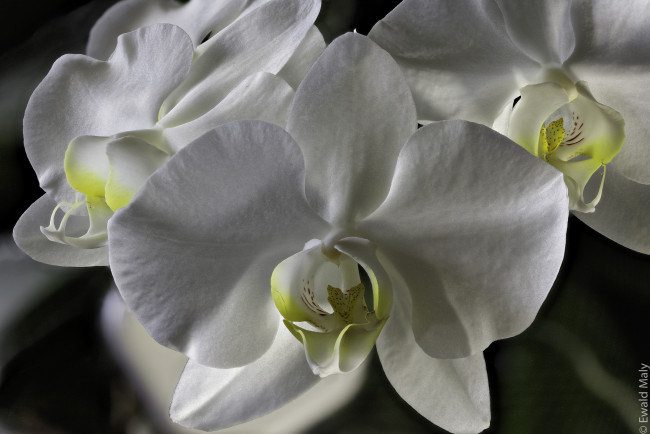 Обои картинки фото цветы, орхидеи, цветение, лепестки, яркая, орхидея