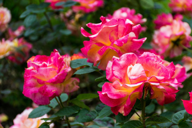 Обои картинки фото цветы, розы, розовый, цветок