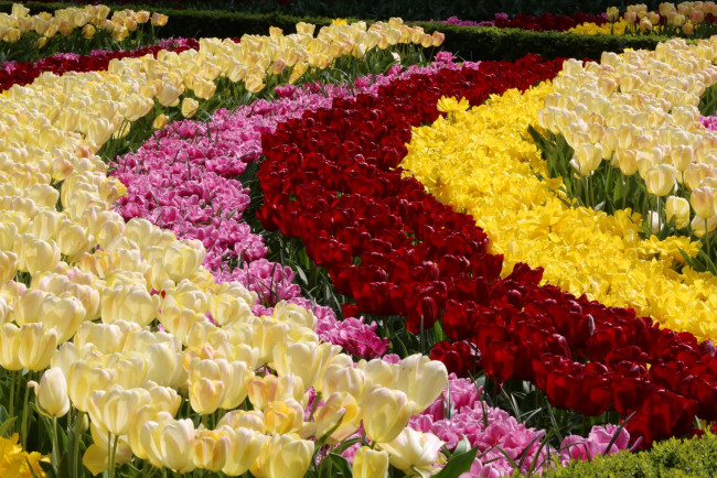 Обои картинки фото цветы, тюльпаны, цветок, разноцветные