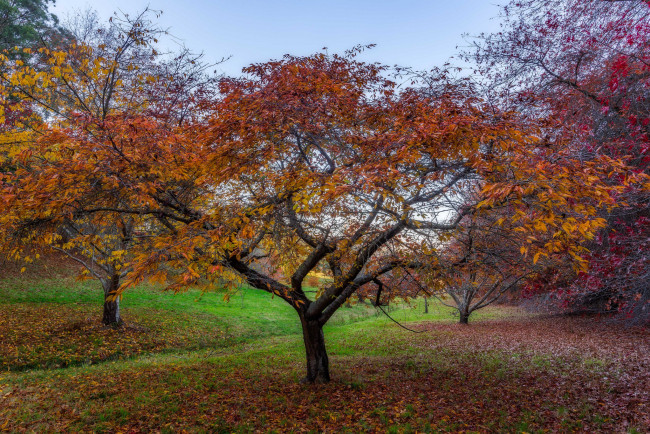 Обои картинки фото природа, деревья, осень