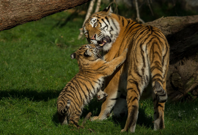 Обои картинки фото животные, тигры, трава, игра, тигренок