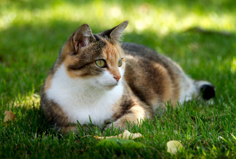 Картинка животные коты кошка лужайка трава