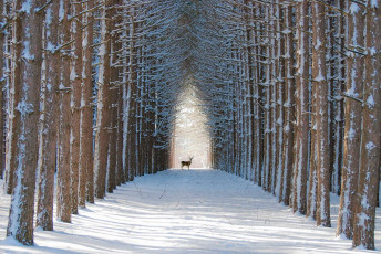 Картинка животные олени деревья снег зима лес олень