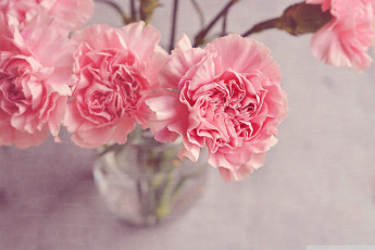 обоя цветы, гвоздики, розовый