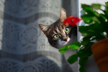 Картинка животные коты взгляд шторка котэ морда кот цветок