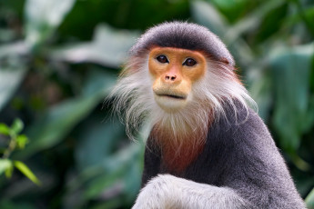 Картинка животные обезьяны обезьянка
