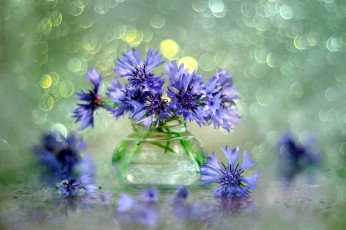 обоя цветы, васильки, синий