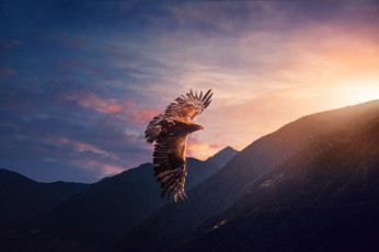 Картинка животные птицы+-+хищники небо хищник полет птица орел