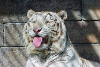 Картинка животные тигры голубые глаза белый тигр тигрёнок кошка