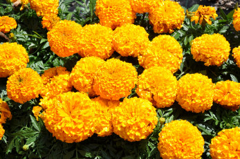 Картинка цветы бархатцы желтые