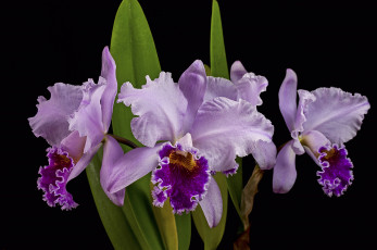 Картинка цветы орхидеи макро сиреневый орхидея
