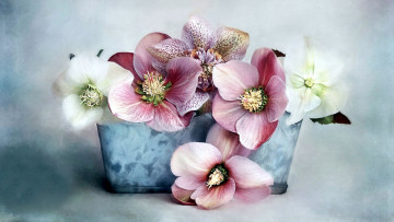 Картинка цветы геллеборус+ морозник