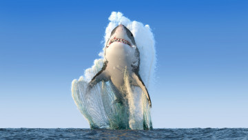 Картинка животные акулы акула океан