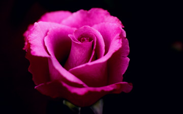Картинка цветы розы бутон розовая роза