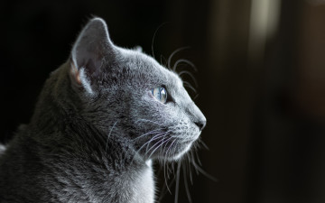 Картинка кошка животные коты