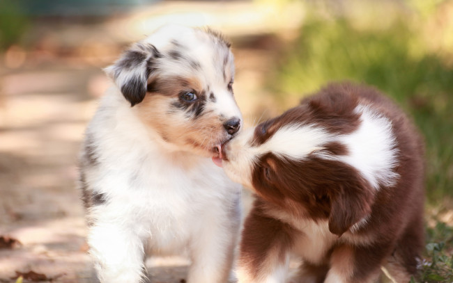 Обои картинки фото животные, собаки, парочка, поцелуй, малыши, щенки