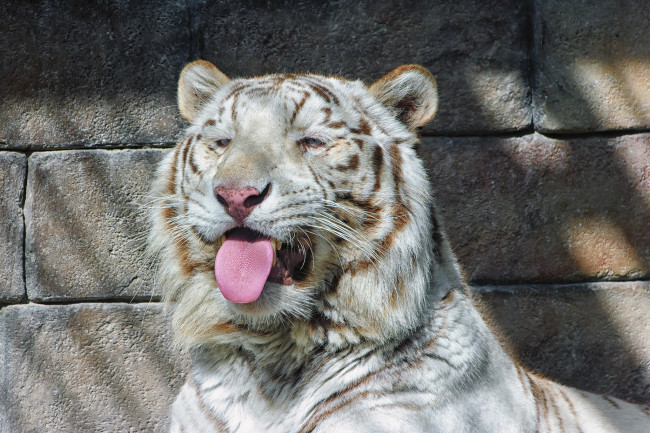 Обои картинки фото животные, тигры, голубые, глаза, белый, тигр, тигрёнок, кошка