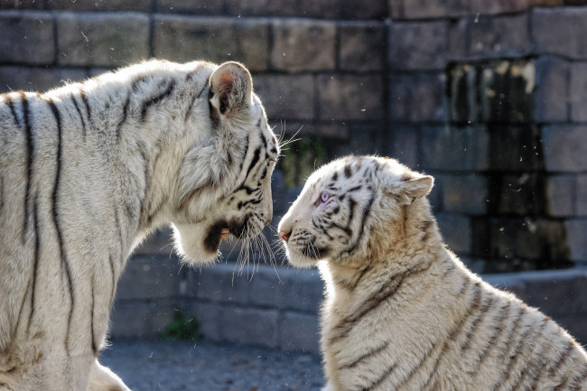 Обои картинки фото животные, тигры, тигрица, профиль, голубые, глаза, пара, белый, тигр, семья, кошка, тигрёнок