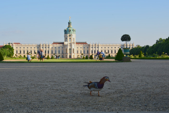 Обои картинки фото берлин, животные, утки, мандаринка, дворец, парк