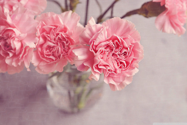 Обои картинки фото цветы, гвоздики, розовый
