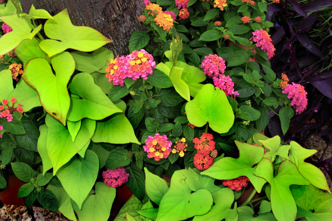 Обои картинки фото цветы, лантана, розовые, pink, flowers, зелёные, листья, green, leaves