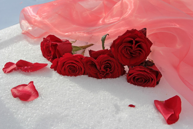 Обои картинки фото цветы, розы, красные, лепестки, ткань