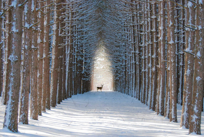 Обои картинки фото животные, олени, деревья, снег, зима, лес, олень