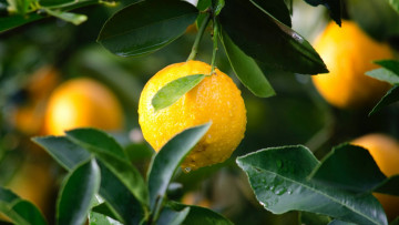 Картинка природа плоды лимон