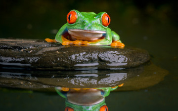 Картинка животные лягушки лягушка древесная камень вода