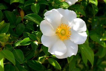 Картинка цветы шиповник белый макро