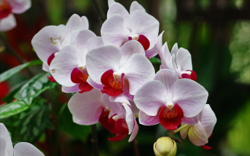 обоя цветы, орхидеи, экзотический, цветок