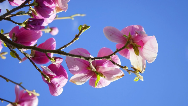 Обои картинки фото цветы, магнолии, розовая, магнолия, бутоны, весна