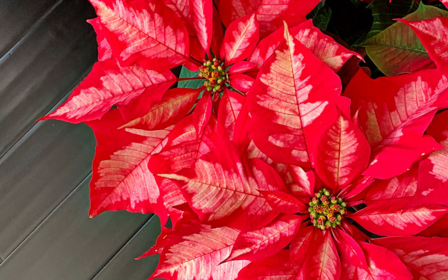 Обои картинки фото цветы, пуансеттия, рождественская, звезда