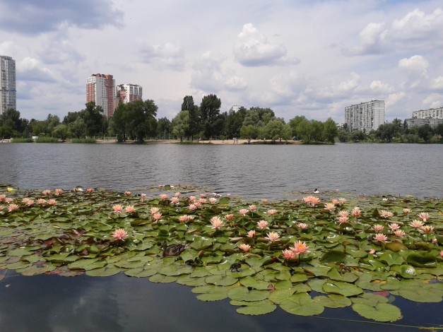 Обои картинки фото лилии на озере тельбин в киеве, города, киев , украина, лилии, киев, утёнок, лето, озеро, тельбин