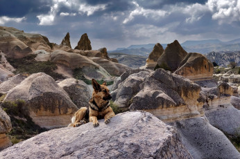 Картинка german+shepherd животные собаки german shepherd