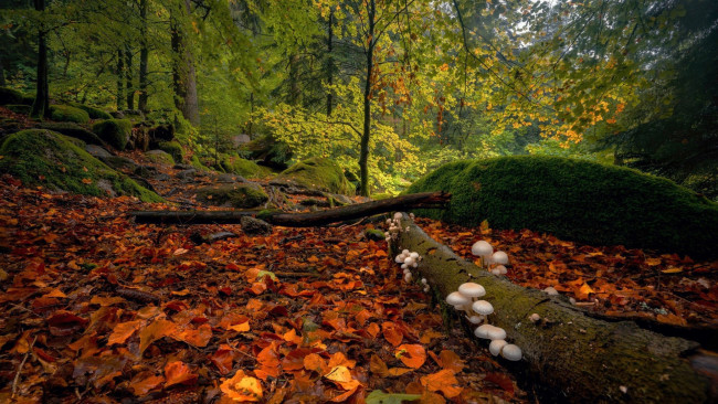 Обои картинки фото black forest, germany, природа, грибы, black, forest