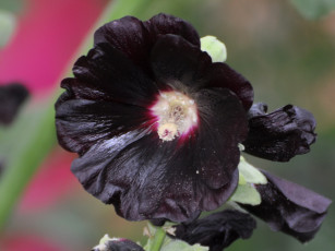 Картинка Черная мальва цветы мальвы