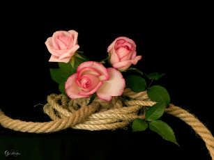 Картинка funtry розы на канатах цветы