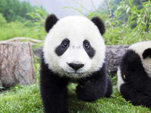 Картинка животные панды