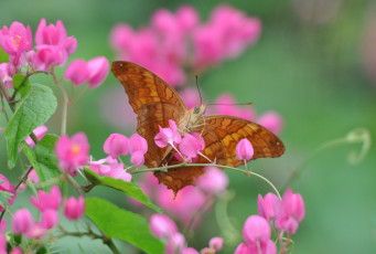 Картинка животные бабочки +мотыльки +моли насекомое крылья бабочка растение лепестки цветок