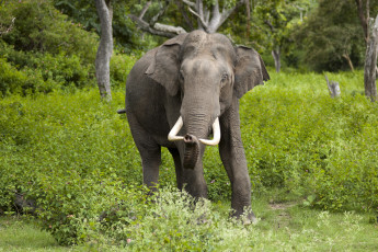Картинка животные слоны фон природа слон