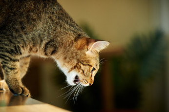 Картинка животные коты кошка дом усы внимание кот