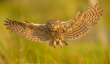 Картинка животные совы домовый сыч крылья птица полёт сова