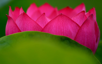 Картинка цветы лотосы краски лепестки лотос цветок
