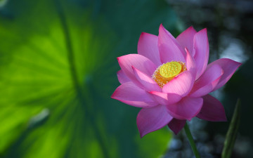 Картинка цветы лотосы лотос розовый лепестки